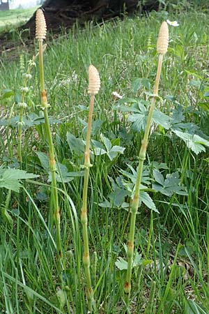 Equisetum sylvaticum \ Wald-Schachtelhalm / Wood Horsetail, D Schwarzwald/Black-Forest, Feldberg 27.5.2017