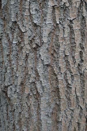 Fraxinus excelsior \ Gewhnliche Esche / Ash, D Biebesheim 12.5.2018
