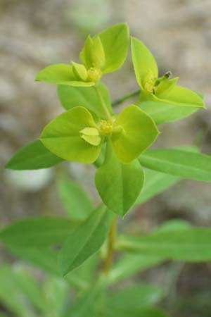 Euphorbia platyphyllos \ Breitblttrige Wolfsmilch / Broad-Leaved Spurge, D Philippsburg 7.7.2018