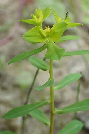 Euphorbia platyphyllos \ Breitblttrige Wolfsmilch / Broad-Leaved Spurge, D Philippsburg 7.7.2018