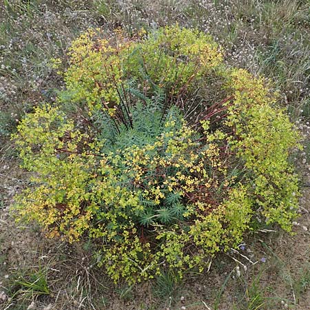 Euphorbia seguieriana \ Steppen-Wolfsmilch / Seguier's Spurge, D Lampertheim 27.8.2021