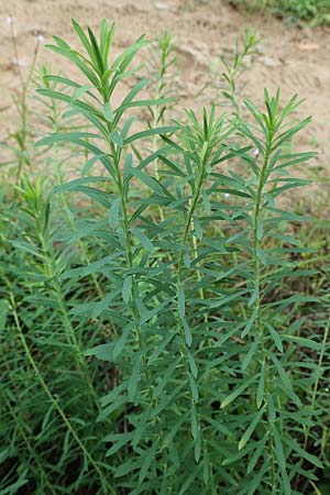 Euphorbia seguieriana \ Steppen-Wolfsmilch / Seguier's Spurge, D Lampertheim 27.8.2021