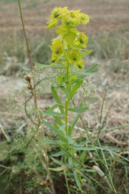 Euphorbia seguieriana \ Steppen-Wolfsmilch / Seguier's Spurge, D Sachsen-Anhalt, Könnern 11.6.2022