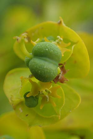 Euphorbia seguieriana \ Steppen-Wolfsmilch / Seguier's Spurge, D Sachsen-Anhalt, Könnern 11.6.2022