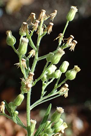 Erigeron sumatrensis \ Sumatra-Katzenschweif, Weies Berufkraut / Tall Fleabane, D Mannheim 14.9.2025