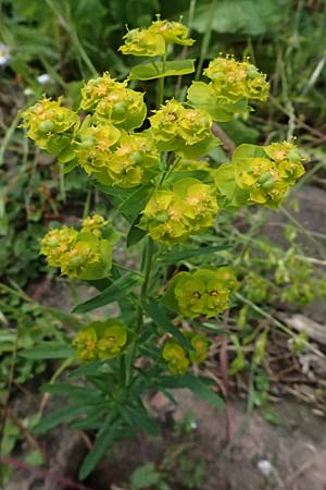 Euphorbia saratoi \ Schein-Ruten-Wolfsmilch / Twiggy Spurge, D Mannheim 16.5.2026