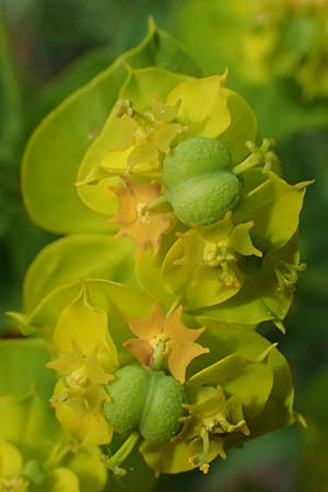 Euphorbia saratoi \ Schein-Ruten-Wolfsmilch / Twiggy Spurge, D Mannheim 16.5.2026