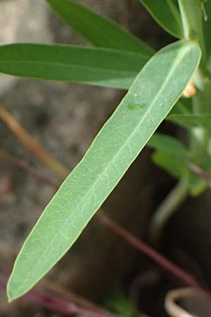 Euphorbia saratoi \ Schein-Ruten-Wolfsmilch / Twiggy Spurge, D Mannheim 16.5.2026