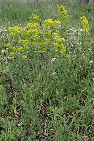Euphorbia saratoi \ Schein-Ruten-Wolfsmilch / Twiggy Spurge, D Mannheim 16.5.2026