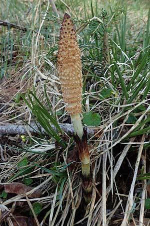 Equisetum telmateia \ Riesen-Schachtelhalm / Great Horsetail, D Garmisch-Partenkirchen 2.5.2019