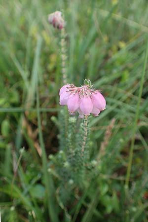 Erica tetralix \ Moor-Glockenheide / Cross-Leaved Heath, D Heiliges Meer (Kreis Steinfurt) 10.9.2020