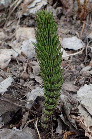 Equisetum telmateia \ Riesen-Schachtelhalm / Great Horsetail, D Bensheim 29.4.2022