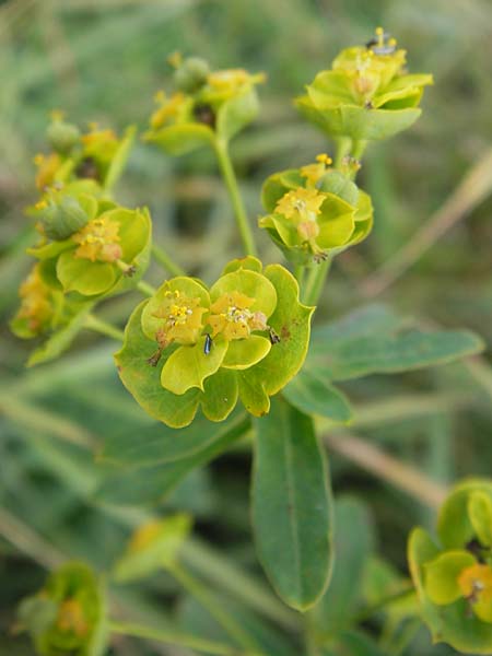 Euphorbia esula \ Esels-Wolfsmilch / Leafy Spurge, D Groß-Gerau 28.9.2012