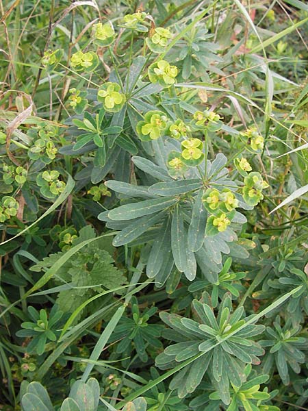Euphorbia esula \ Esels-Wolfsmilch / Leafy Spurge, D Groß-Gerau 28.9.2012