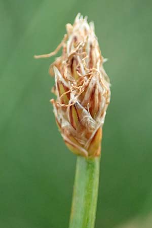 Eleocharis palustris agg. \ Gewhnliche Sumpfbinse, Gemeine Sumpfsimse / Common Spike Rush, D Bürstadt 30.9.2016