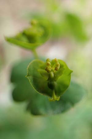 Euphorbia verrucosa \ Warzen-Wolfsmilch / Warty Spurge, D Weißenthurm-Kaltenengers 27.9.2017