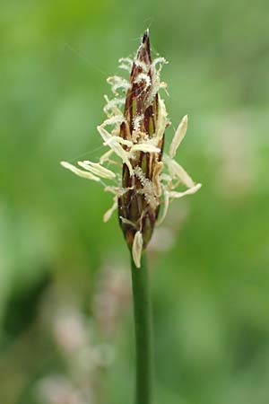 Eleocharis palustris agg. \ Gewhnliche Sumpfbinse, Gemeine Sumpfsimse / Common Spike Rush, D Alsbach-Hähnlein 28.4.2018