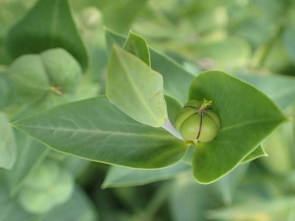 Euphorbia lathyris \ Kreuzblttrige Wolfsmilch / Caper Spurge, D Grünstadt-Asselheim 19.6.2018
