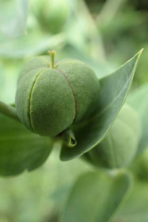 Euphorbia lathyris \ Kreuzblttrige Wolfsmilch / Caper Spurge, D Grünstadt-Asselheim 19.6.2018