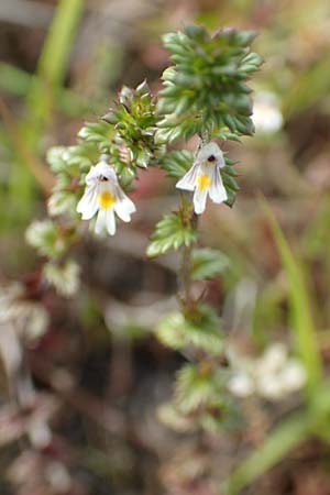 Euphrasia nemorosa \ Hain-Augentrost / Common Eyebright, D Hunsrück, Börfink 18.7.2020