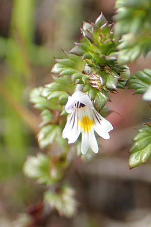 Euphrasia nemorosa \ Hain-Augentrost / Common Eyebright, D Hunsrück, Börfink 18.7.2020