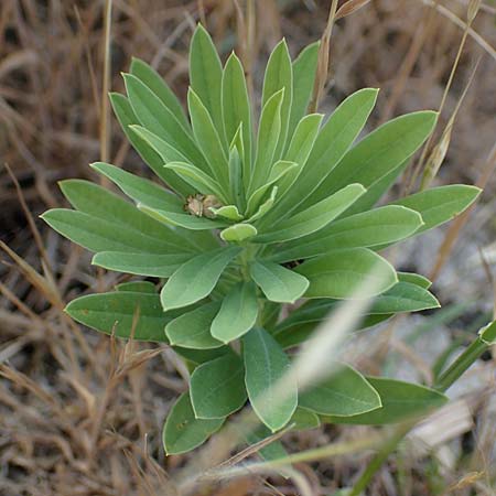 Euphorbia esula \ Esels-Wolfsmilch / Leafy Spurge, D Thüringen, Tunzenhausen 14.6.2023