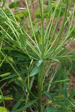 Euphorbia esula \ Esels-Wolfsmilch / Leafy Spurge, D Thüringen, Tunzenhausen 14.6.2023