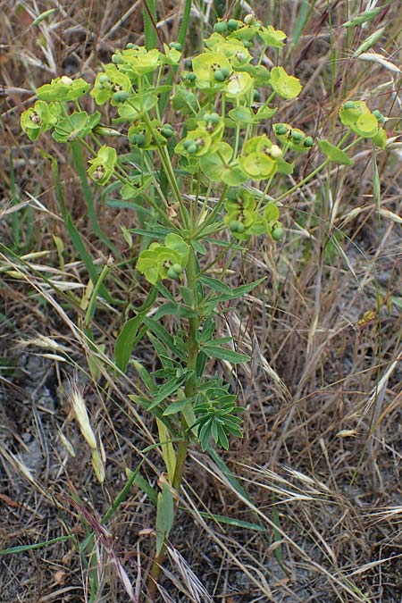 Euphorbia esula \ Esels-Wolfsmilch / Leafy Spurge, D Thüringen, Tunzenhausen 14.6.2023