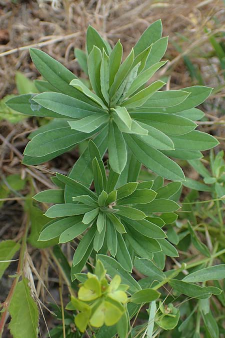 Euphorbia esula \ Esels-Wolfsmilch / Leafy Spurge, D Thüringen, Tunzenhausen 14.6.2023