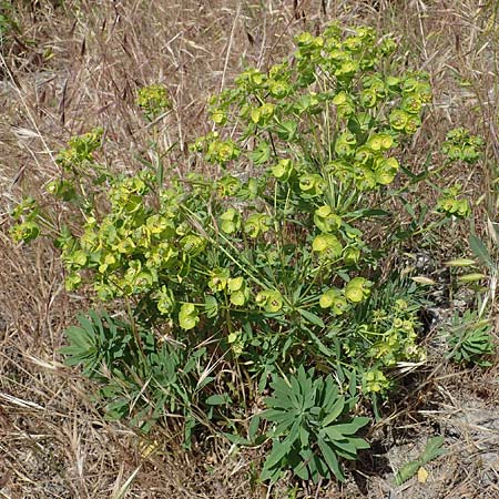 Euphorbia esula \ Esels-Wolfsmilch / Leafy Spurge, D Thüringen, Tunzenhausen 14.6.2023