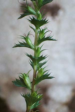 Euphrasia stricta \ Steifer Augentrost / Drug Eyebright, D Erfweiler 11.8.2024