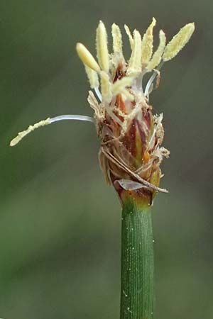 Eleocharis uniglumis \ Einspelzige Sumpfbinse / Spike Rush, D Heusenstamm 4.5.2025