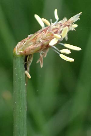 Eleocharis uniglumis \ Einspelzige Sumpfbinse / Spike Rush, D Heusenstamm 4.5.2025