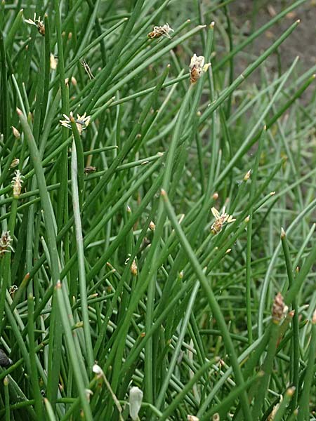 Eleocharis uniglumis \ Einspelzige Sumpfbinse / Spike Rush, D Heusenstamm 4.5.2025
