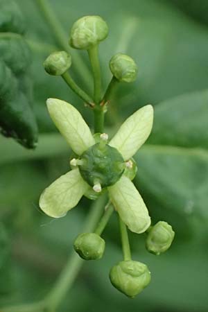 Euonymus europaeus \ Gewhnliches Pfaffenhtchen / Spindle, D Freyung 9.5.2025