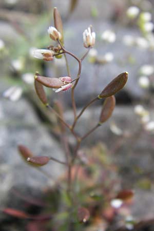 Draba verna agg. \ Frhlings-Hungerblmchen / Common Whitlowgrass, D Mannheim 13.4.2013