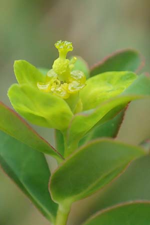 Euphorbia verrucosa \ Warzen-Wolfsmilch / Warty Spurge, D Blaubeuren 27.6.2018