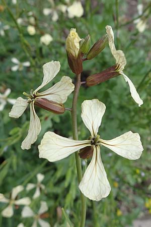 Eruca vesicaria, Senf-Rauke