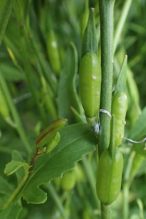 Eruca vesicaria \ Senf-Rauke / Garden Rocket, D Mannheim 22.5.2021