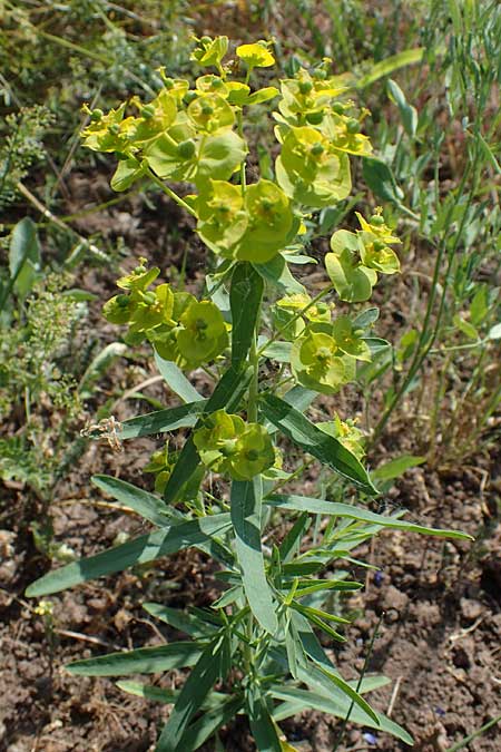 Euphorbia virgata \ Ruten-Wolfsmilch, Rutenfrmige Wolfsmilch / Leafy Spurge, D Sachsen-Anhalt, Könnern 17.6.2023