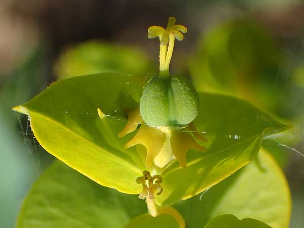 Euphorbia virgata \ Ruten-Wolfsmilch, Rutenfrmige Wolfsmilch / Leafy Spurge, D Sachsen-Anhalt, Könnern 17.6.2023