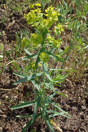 Euphorbia virgata \ Ruten-Wolfsmilch, Rutenfrmige Wolfsmilch / Leafy Spurge, D Sachsen-Anhalt, Könnern 17.6.2023
