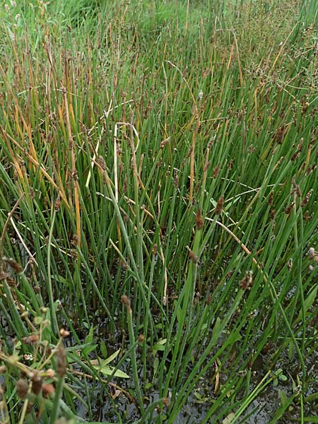 Eleocharis vulgaris / Common Spike Rush, D Dortmund 1.9.2026