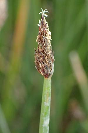 Eleocharis vulgaris / Common Spike Rush, D Dortmund 1.9.2026