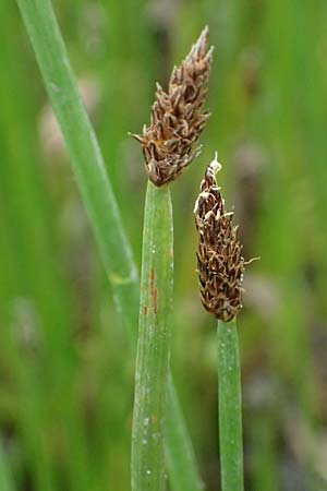 Eleocharis vulgaris / Common Spike Rush, D Dortmund 1.9.2026