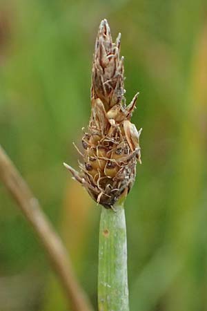 Eleocharis vulgaris / Common Spike Rush, D Dortmund 1.9.2026