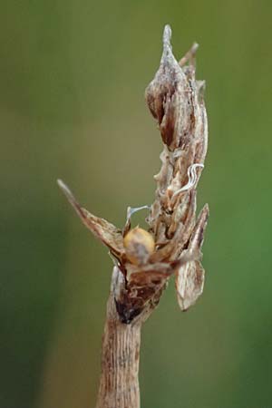 Eleocharis vulgaris / Common Spike Rush, D Dortmund 1.9.2026