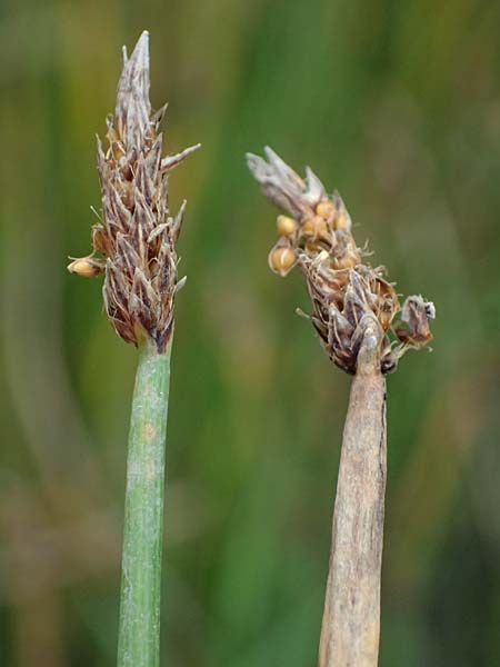 Eleocharis vulgaris / Common Spike Rush, D Dortmund 1.9.2026