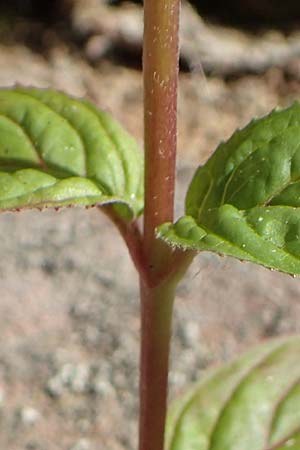 Epilobium roseum \ Rosenrotes Weidenrschen / Pale Willowherb, D Heidelberg 18.7.2016