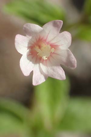 Epilobium roseum \ Rosenrotes Weidenrschen / Pale Willowherb, D Heidelberg 18.7.2016